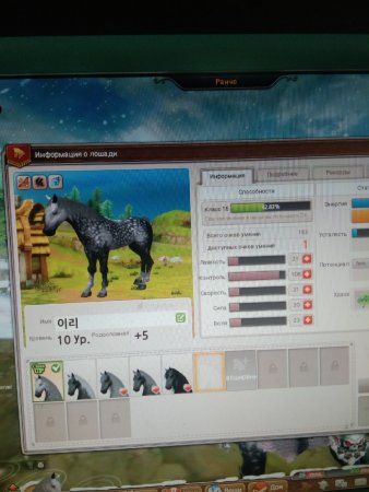 продается аккаунт Star Stable Online