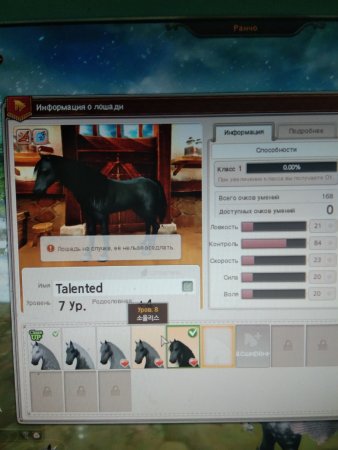 продажа аккаунта Star Stable Online